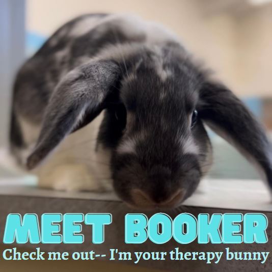 Picture of gray and white rabbit. It library's therapy rabbit.